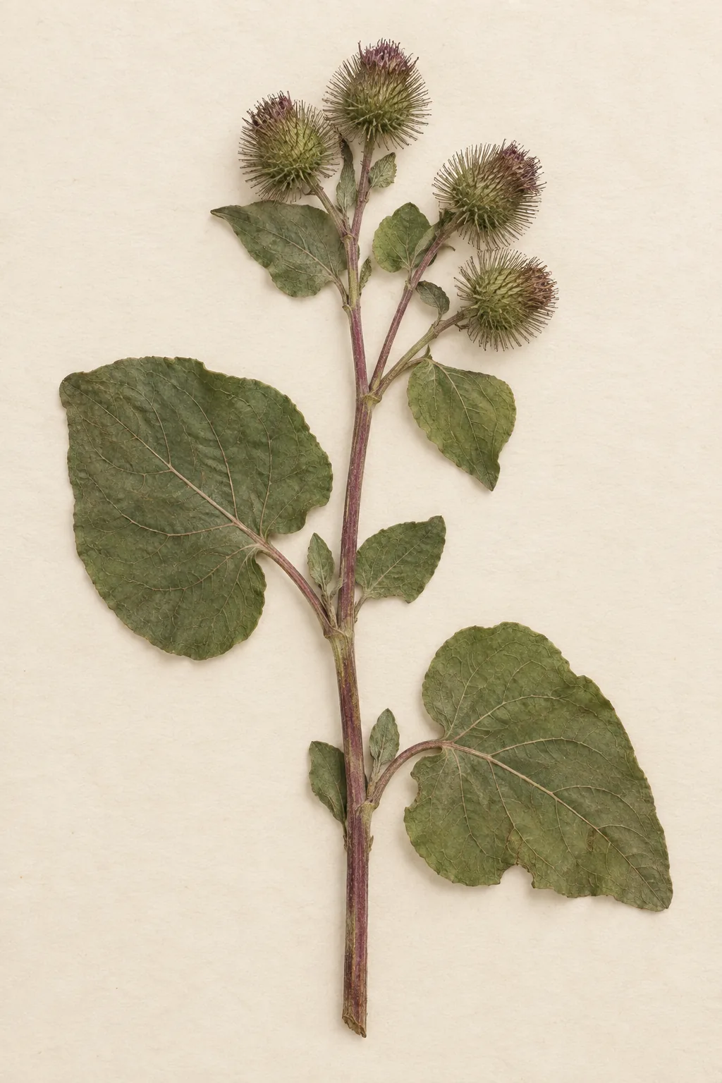 Pressed botanical specimen of Burdock