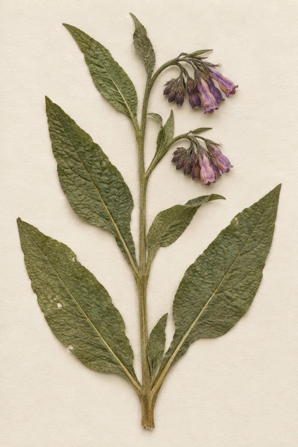 Pressed botanical specimen of Comfrey