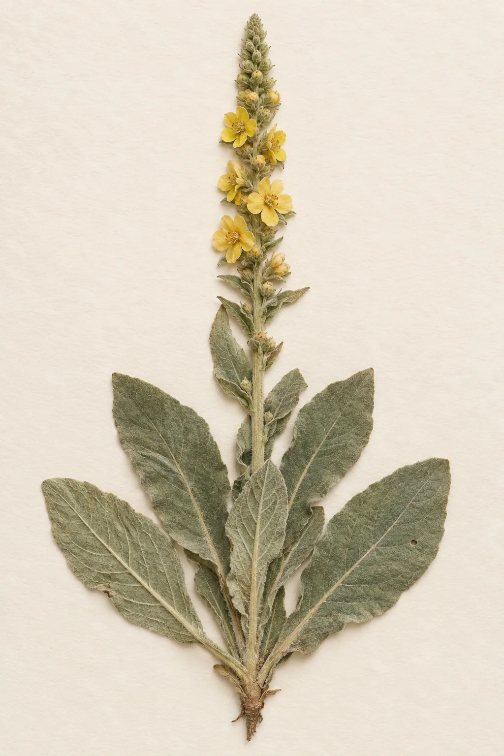 Pressed botanical specimen of Great Mullein