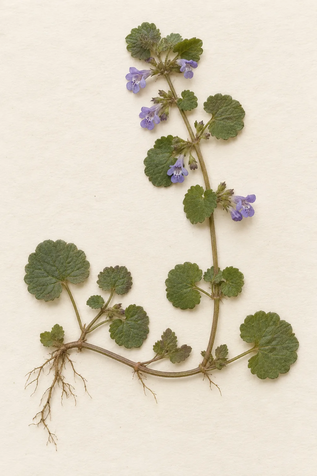 Pressed botanical specimen of Ground Ivy