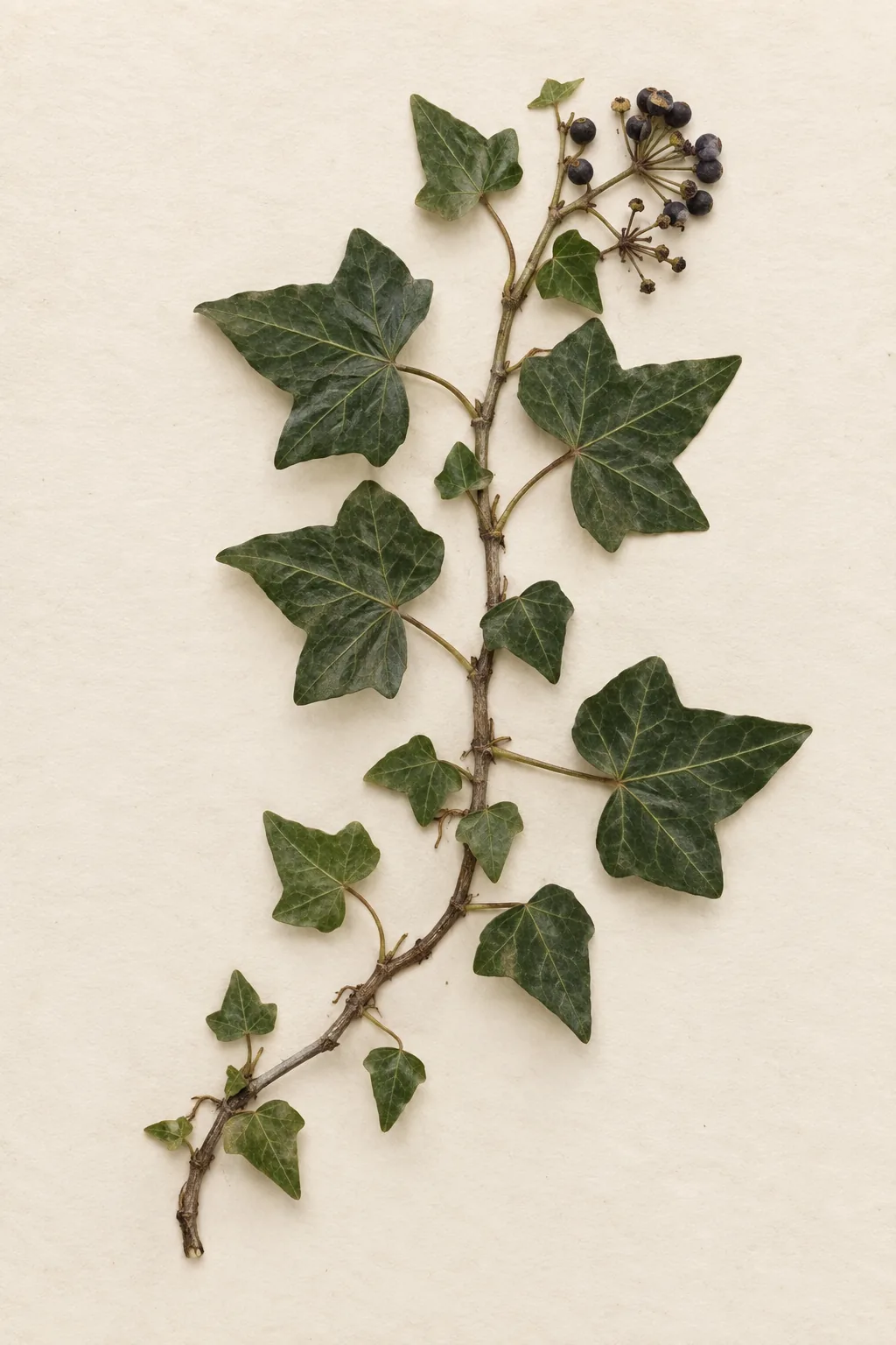 Pressed botanical specimen of Ivy