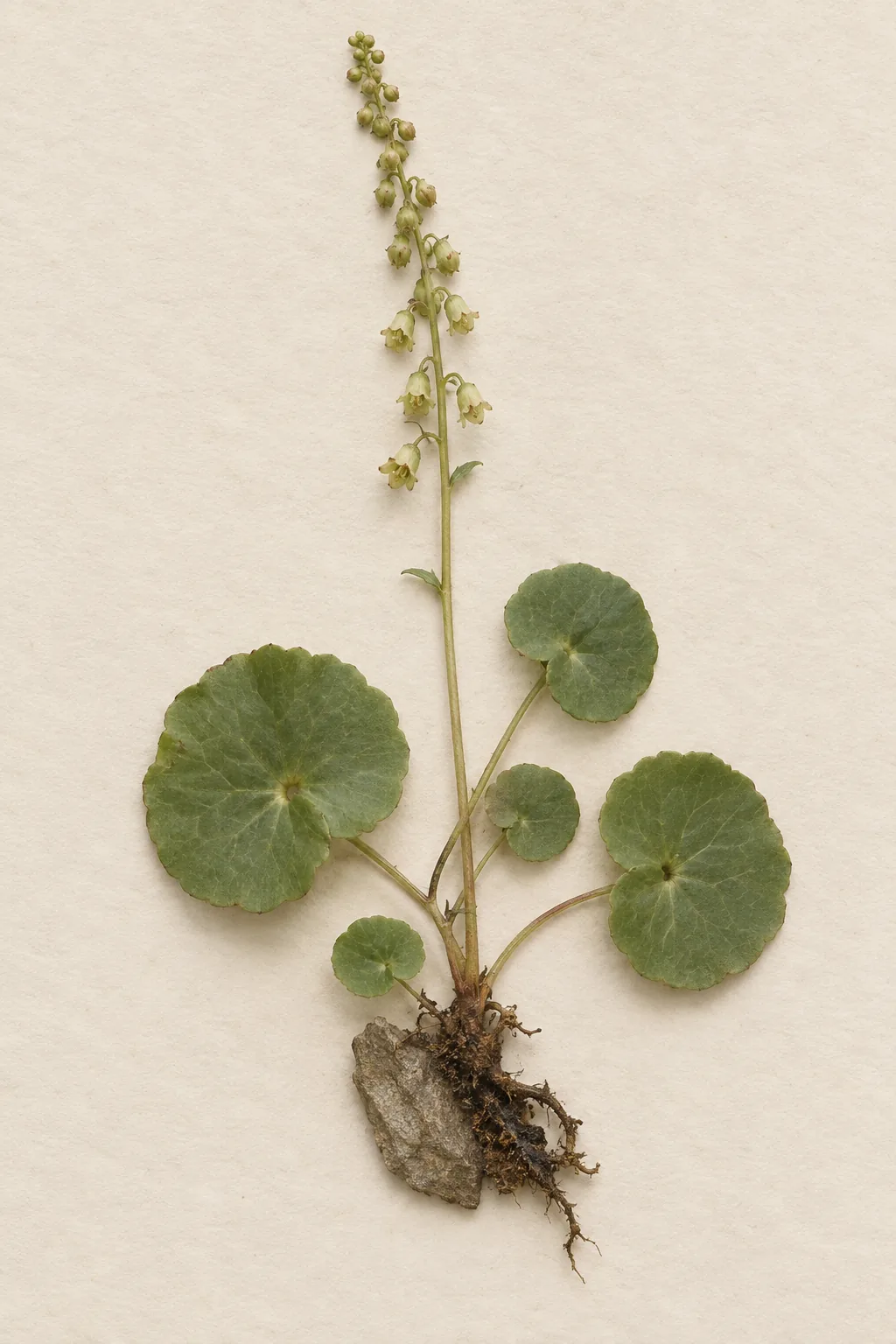 Pressed botanical specimen of Navelwort